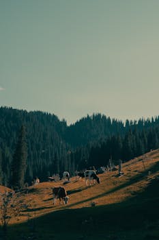 超级央行周来临，地缘冲突升级推升油价；美联储日本央行面临政策两难。