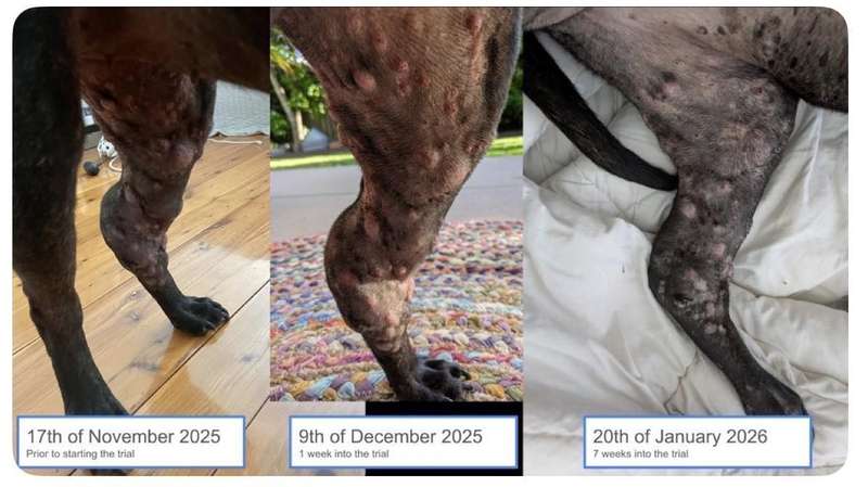  算法囚笼与数字童年：未成年人社交媒体禁令的逻辑博弈 IT技术