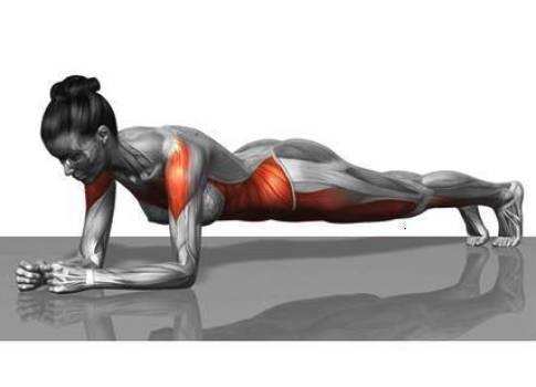 燃脂底层逻辑深度剖析:六个动作构建代谢引擎 体育新闻