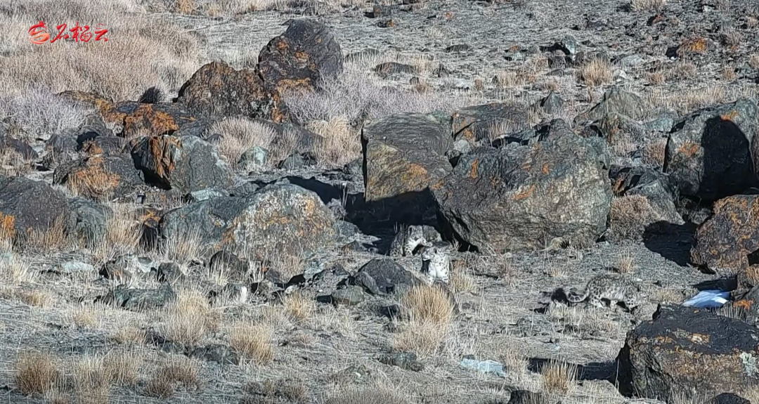  五豹同框背后的生态密码：解密“雪山之王”的生存绝技 文化旅游