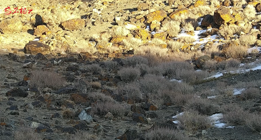  五豹同框背后的生态密码：解密“雪山之王”的生存绝技 文化旅游