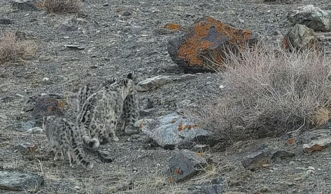  五豹同框背后的生态密码：解密“雪山之王”的生存绝技 文化旅游