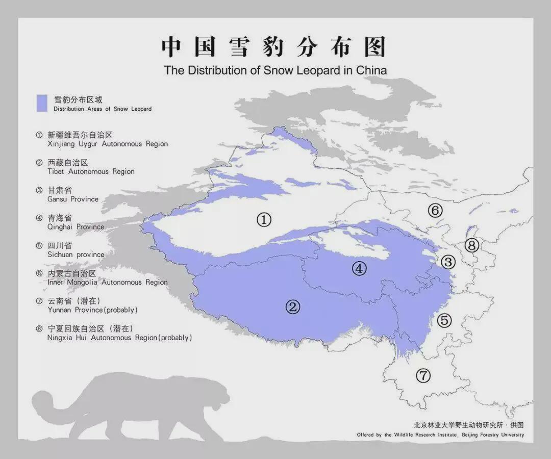  五豹同框背后的生态密码：解密“雪山之王”的生存绝技 文化旅游