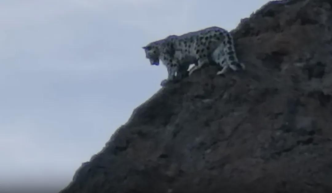  五豹同框背后的生态密码：解密“雪山之王”的生存绝技 文化旅游