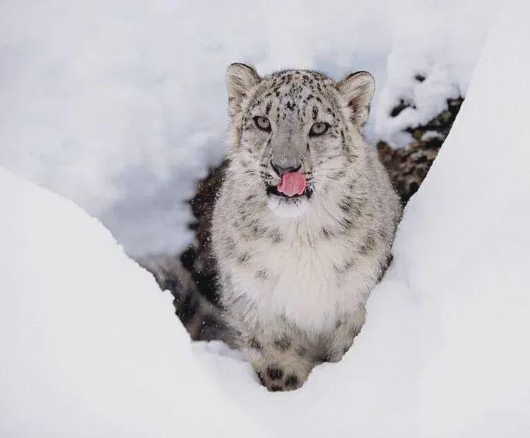  五豹同框背后的生态密码：解密“雪山之王”的生存绝技 文化旅游