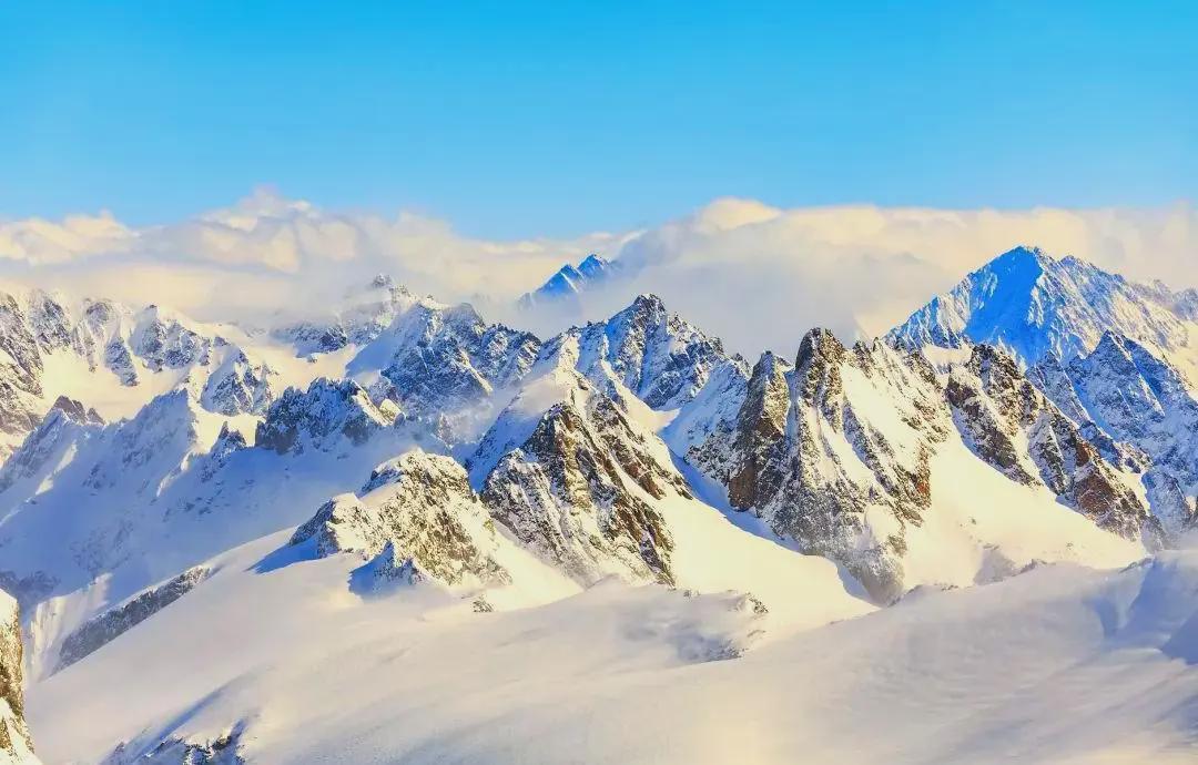  五豹同框背后的生态密码：解密“雪山之王”的生存绝技 文化旅游