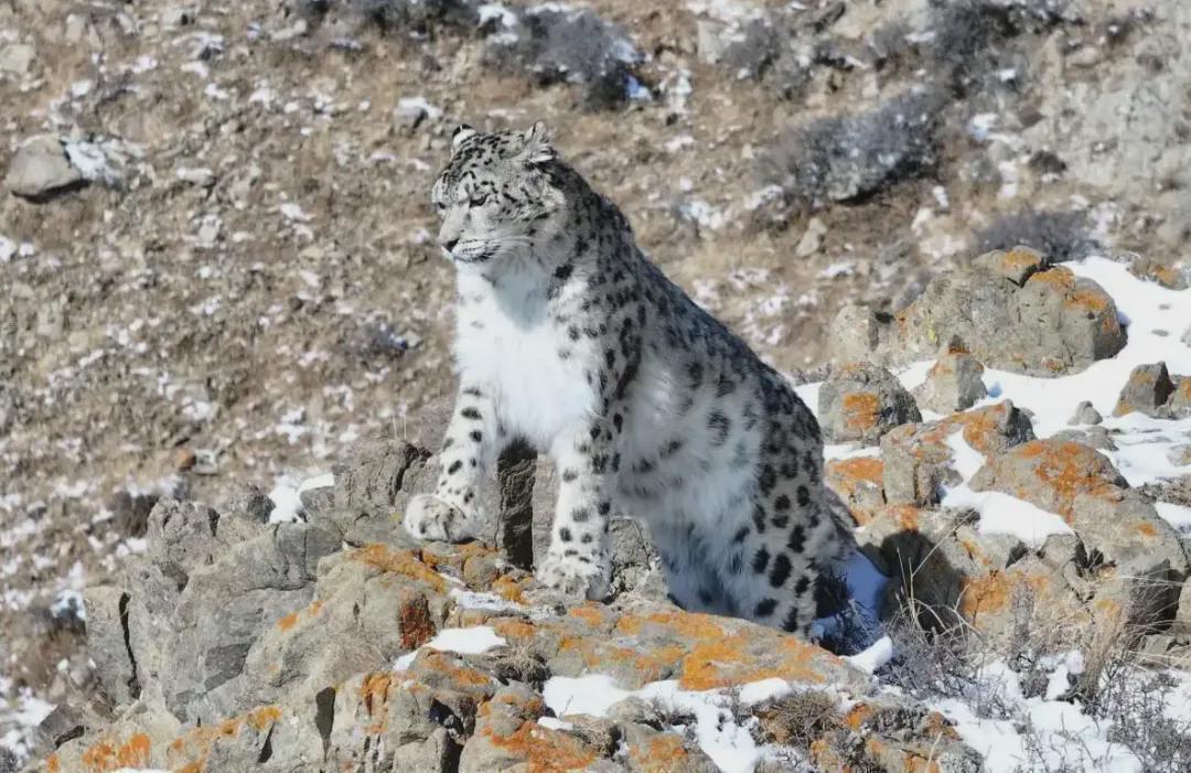  五豹同框背后的生态密码：解密“雪山之王”的生存绝技 文化旅游