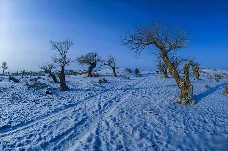  从系统论视角解析：土匪越冬管理的生存算法 文化旅游