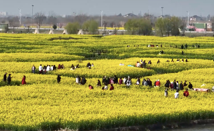  【深度拆解】当文旅融合遇上“花经济”：江苏赏花游的产业链创新方法论 文化旅游