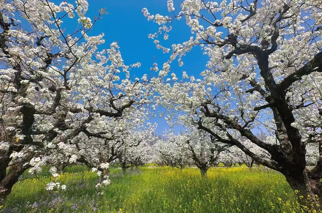  【深度拆解】当文旅融合遇上“花经济”：江苏赏花游的产业链创新方法论 文化旅游